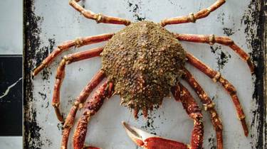 Spider crab on a metal tray